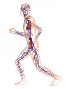 human-body-vascular-system